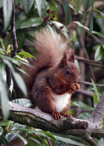 Red Squirrel photography by Betty Fold Gallery